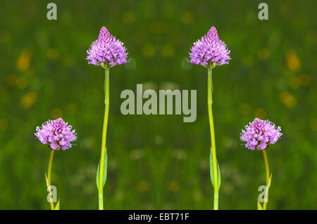 Globo orchidea (Traunsteinera globosa), fioritura, Austria, Tirolo, Tannheimer Tal Foto Stock