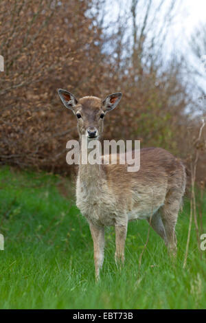 Daini (Dama Dama, Cervus dama), cervo calf in piedi nel corridoio forestale, Germania, Schleswig-Holstein Foto Stock