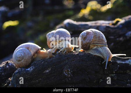 Lumaca romano, escargot, escargot lumaca, commestibili, lumaca lumaca Apple, grapevine lumaca, Vigna lumaca, vine lumaca (Helix pomatia), tre Lumache escargot strisciando su un vecchio vitigno, Germania, Trittenheim Foto Stock