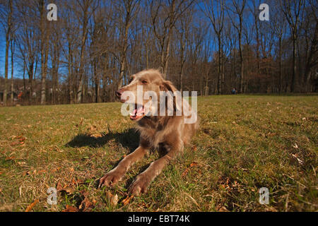 Weimaraner (Canis lupus f. familiaris), giacente in un prato a sbadigliare, Germania Foto Stock