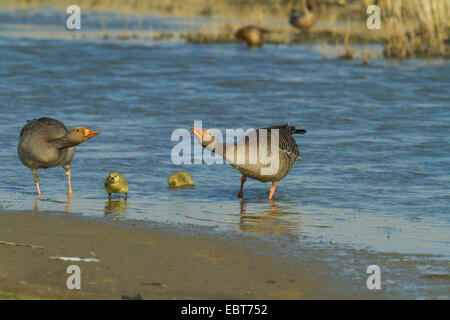 Graylag goose (Anser anser), coppia di pulcini, adulti minaccioso, Germania Foto Stock