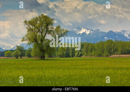 Il salice bianco (Salix alba), singel albero in fen, le Alpi in background, in Germania, in Baviera, il Lago Chiemsee Foto Stock