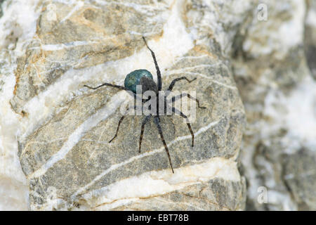 Spotted wolf spider, Massa spider (Pardosa amentata), femmina con cocoon, in Germania, in Baviera, Alta Baviera, Baviera superiore Foto Stock