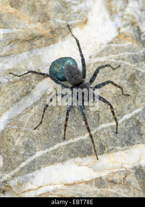 Spotted wolf spider, Massa spider (Pardosa amentata), femmina con cocoon, in Germania, in Baviera, Alta Baviera, Baviera superiore Foto Stock