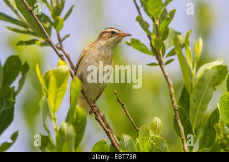 Sedge trillo (Acrocephalus schoenobaenus), il ramoscello di salice, in Germania, in Baviera, Chiemgau Foto Stock