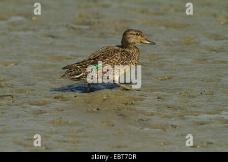 Verde-winged teal (Anas crecca), femmina camminando sul fango, Germania Foto Stock