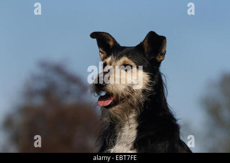 Schnauzer (Canis lupus f. familiaris), il ritratto di uno schnauzer-razza cane , Germania, la zona della Ruhr Foto Stock