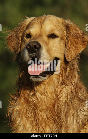 Golden Retriever (Canis lupus f. familiaris), ritratto Foto Stock