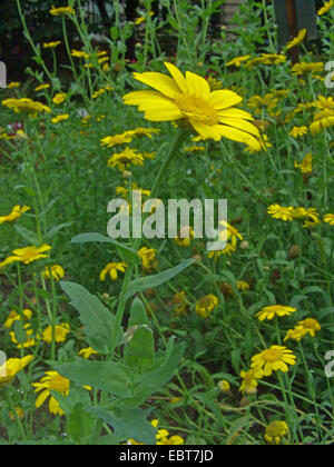 Il mais crisantemo, mais (marigold Chrysanthemum segetum, Glebionis segetum), fioritura, Germania Foto Stock