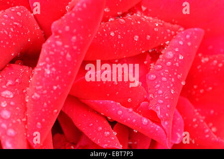 Rosa (Rosa spec.), rosso petali di rosa con gocce d'acqua Foto Stock