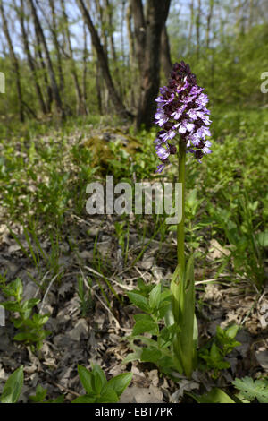 Signora orchidea (Orchis purpurea), fioritura in una foresta di luce, Turchia, Tracia Foto Stock