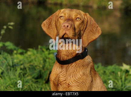 Ungherese a pelo corto cane di puntamento, Magyar Vizsla (Canis lupus f. familiaris), ritratto Foto Stock