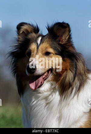 Shetland Sheepdog (Canis lupus f. familiaris), ritratto, Germania Foto Stock