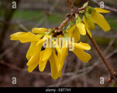 Inizio di forsitia, pianto di forsitia (coltivazione ovata), blooming twig Foto Stock