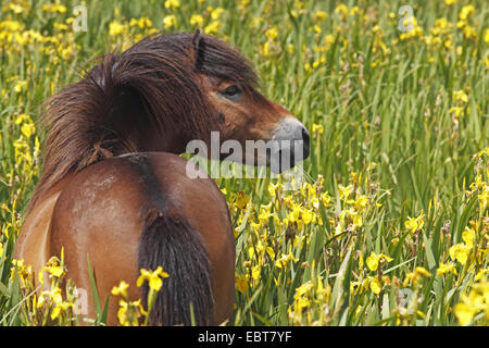Exmoor pony (Equus przewalskii f. caballus), stallone in piedi in un prato di fiori, Paesi Bassi, Texel Foto Stock