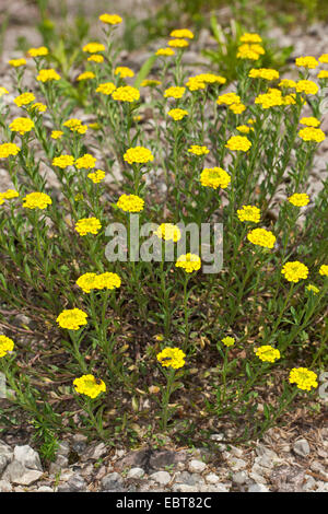 Alison di montagna, mountain Alyssum (Alyssum montanum), fioritura, Germania Foto Stock