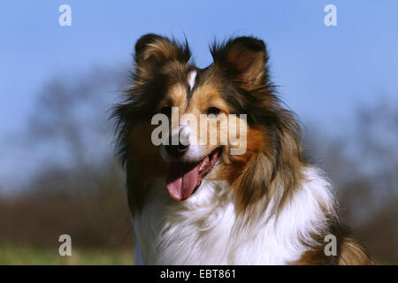 Shetland Sheepdog (Canis lupus f. familiaris), ritratto, Germania Foto Stock