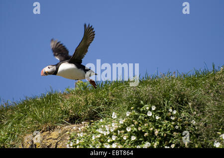 Atlantic puffin, comune puffin (Fratercula arctica), volare fino, Islanda Foto Stock