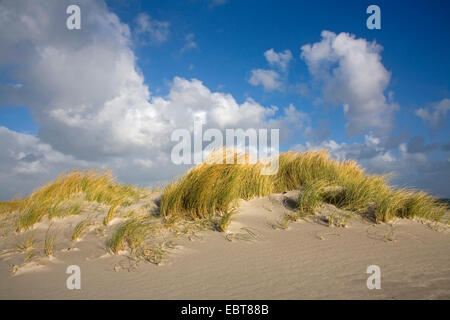 Spiaggia di erba, beachgrass europea, marram erba, psamma, sabbia di mare-reed (Ammophila arenaria), sulle dune in tempesta, Danimarca, Juetland Foto Stock