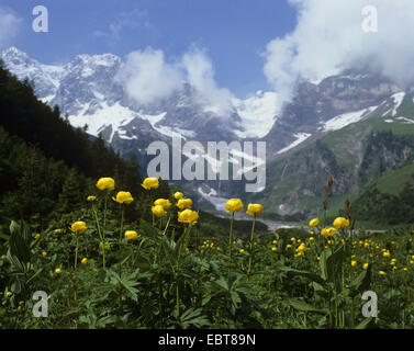 Globeflower (Trollius europaeus), monte prato con globeflowers, Austria, Silvretta Foto Stock