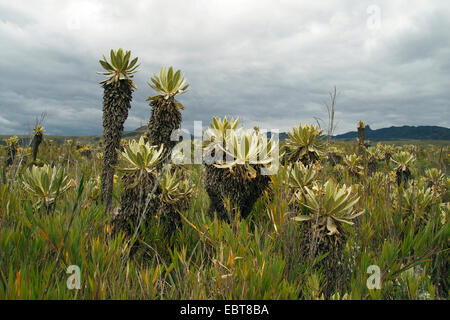 Espeletia (Espeletia spec.), Espeletias in Purace National Park, Colombia, Purace Parco Nazionale Foto Stock