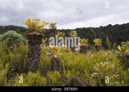 Espeletia (Espeletia spec.), Espeletias in Purace National Park, Colombia, Purace Parco Nazionale Foto Stock