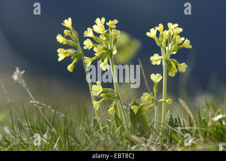 Vero oxlip (Primula elatior), fioritura, Austria, la Stiria Foto Stock