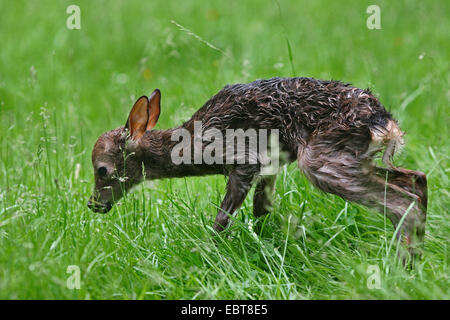 Sika cervo (Cervus nippon), appena nato pup, Germania Foto Stock