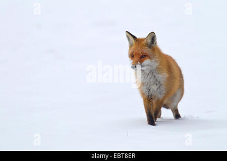 Red Fox (Vulpes vulpes vulpes), camminando su una coperta di neve prato, in Germania, in Sassonia, Oberlausitz Foto Stock