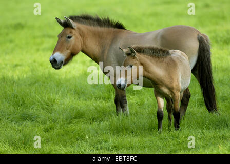 Tarpan (Equus ferus gmelini, Equus gmelini), il mare e il puledro, Germania Foto Stock