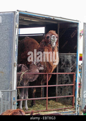 Bactrian camel, due-humped camel (Camelus bactrianus), animali da circo guardando fuori da una gabbia carro: In Germania centinaia di animali selvatici sono mantenute anche se una specie di mantenendo adeguate è impossibile nelle imprese di viaggio. In Austria degli animali selvatici di conservazione è già vietato., Germania, Foto Stock