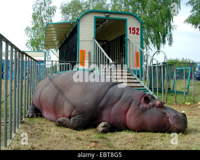 Ippopotamo, ippopotami, comune ippopotamo (Hippopotamus amphibius), un animale da circo che giace nel prato delimitate da una recinzione di fronte la sua gabbia carro: In Germania centinaia di animali selvatici sono mantenute anche se una specie di mantenendo adeguate è impossibile nelle imprese di viaggio. In Austria animale selvatico mantenendo è già prohibi, Germania, Foto Stock