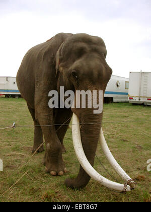 L'elefante indiano (Elephas maximus indicus, Elephas maximus bengalensis), un animale da circo: In Germania centinaia di animali selvatici sono mantenute anche se una specie di mantenendo adeguate è impossibile nelle imprese di viaggio. In Austria degli animali selvatici di conservazione è già vietato., Germania, Foto Stock