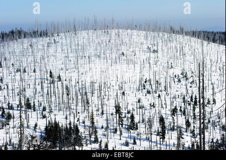 Abete (Picea abies), morto sprucen sulla montagna Lusen, in Germania, in Baviera, Bayerischer Wald Foto Stock