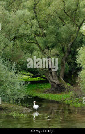 Cigno (Cygnus olor), nella pianura alluvionale del fiume Reno, Francia Foto Stock