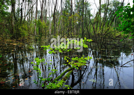 Pianura alluvionale del fiume Reno, Francia Foto Stock