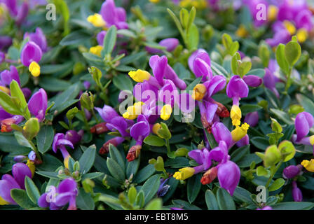 Arbustiva Milkwort (Polygala chamaebuxus var. grandiflora, Polygala chamaebuxus grandiflora), fioritura Foto Stock