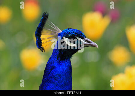 Peafowl comune (Pavo cristatus), laterale ritratto di un maschio di fronte ad un letto di fiori Foto Stock