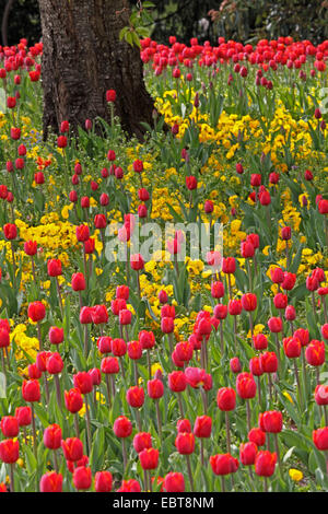 Giardino in comune tulip (Tulipa gesneriana), un grande numero di tulipani rossi e giallo pansies in un letto di fiori attorno a un albero in un parco, Germania Foto Stock