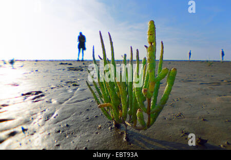 Grasswort slanciata, la salicornia, comune salicornia (Salicornia europaea), grasswort nel mare di Wadden a bassa marea, piane di marea escursionisti in background, Germania, Bassa Sassonia, Frisia orientale, Pilsumer Watt Foto Stock