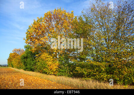 Paesaggio di campo con copertura in autunno, Germania Foto Stock