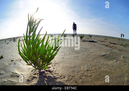 Grasswort slanciata, la salicornia, comune salicornia (Salicornia europaea), grasswort nel mare di Wadden a bassa marea, piane di marea escursionisti in background, Germania, Bassa Sassonia, Frisia orientale, Pilsumer Watt Foto Stock