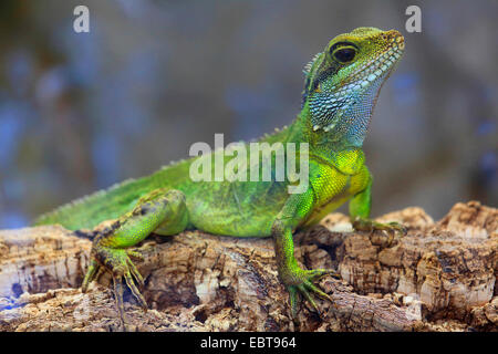 Acqua Dragon, verde acqua, Drago Cinese drago di acqua, acqua Thai Dragon, acqua Asian Dragon (Physignathus cocincinus, Physignathus concincinus), seduto su un ramo Foto Stock