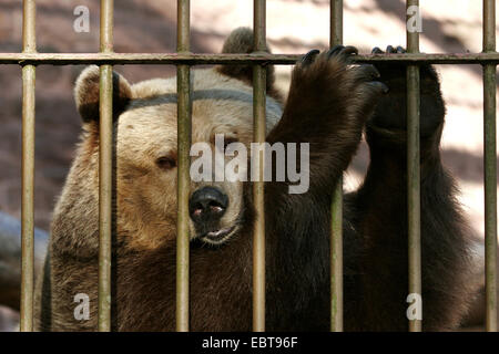 L'orso bruno (Ursus arctos), in una gabbia Foto Stock