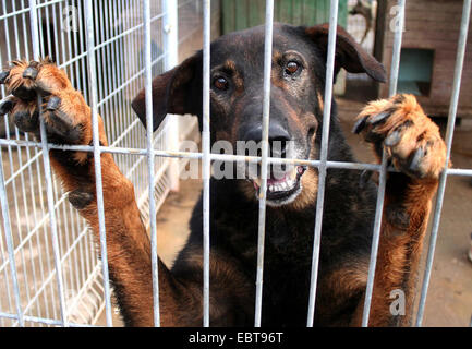 , Un cane in un canile, Germania, Foto Stock