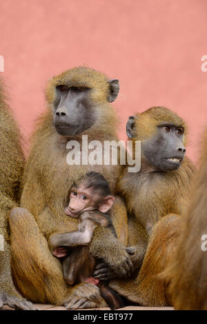 Babbuino della Guinea, Western babbuino (Papio papio), bambini aggrappati alla madre tra gli adulti Foto Stock