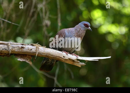 Chiazzato piccione (Columba Guinea), seduto su un ramo, Kenya, Samburu Riserva nazionale Foto Stock