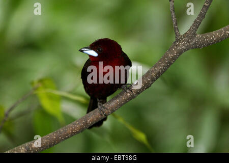 Argento-fatturati tanager (Ramphocelus carbo), seduto su un ramo Foto Stock