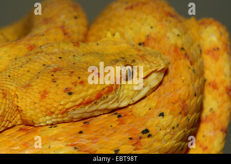 Tintura ciglia vipera cornuta, palm viper, ciglia palm rattlesnakes (Bothrops schlegelii, Bothriechis schlegelii), riposo Foto Stock