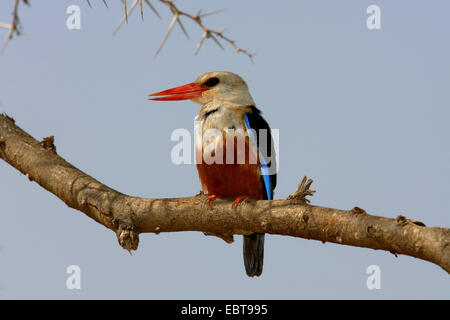A testa grigia kingfisher (Halcyon leucocephala), seduto su un ramo, Kenya, Samburu Riserva nazionale Foto Stock